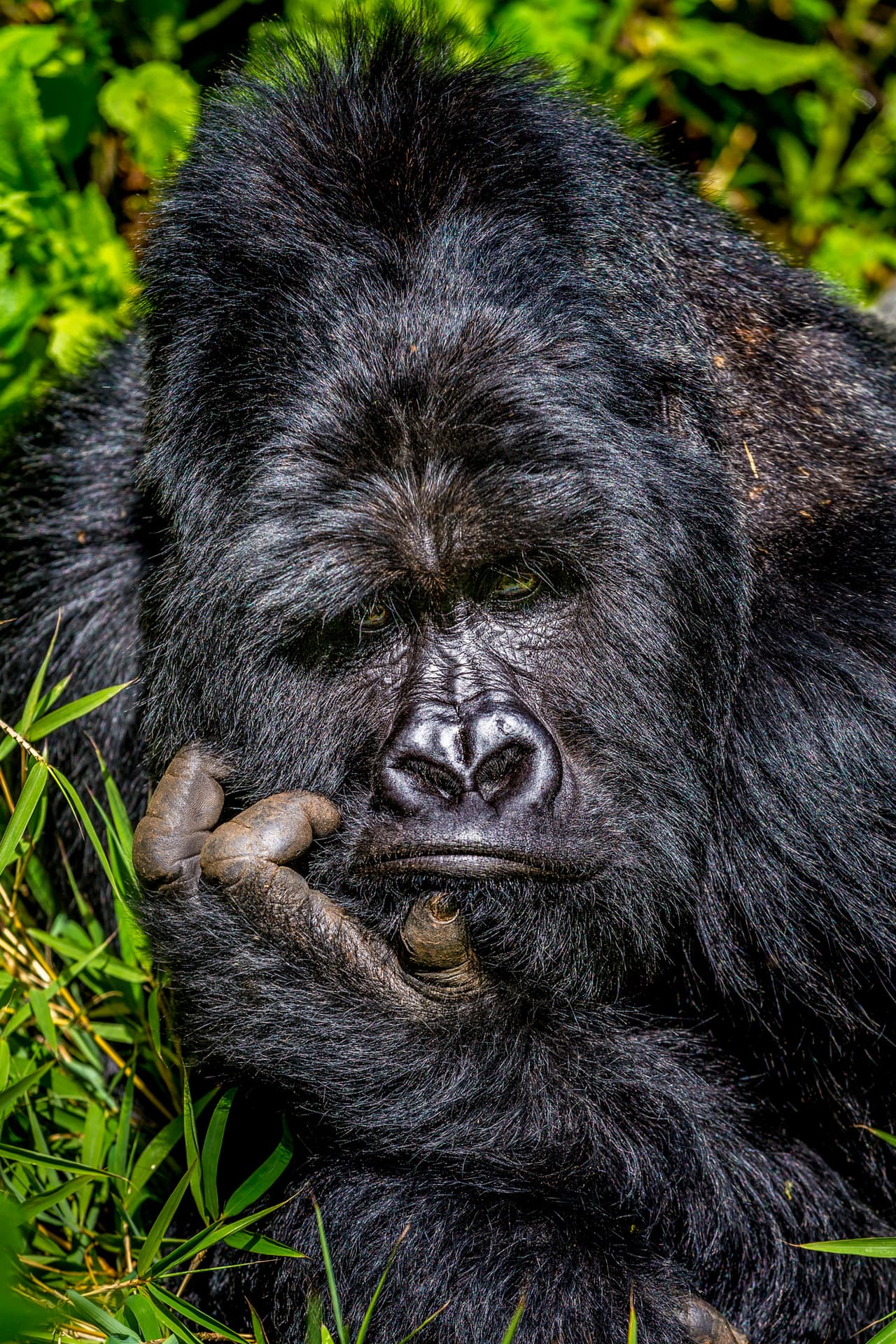 <b>Aburrido. </b>Un gorila de espalda plateada mira a al grupo de personas que lo visitaron en el parque nacional Mgahinga Gorilla, en Uganda. Su expresión, sin embargo, no refleja demasiado entusiasmo por la compañía. 
<br>
<br>
<br>