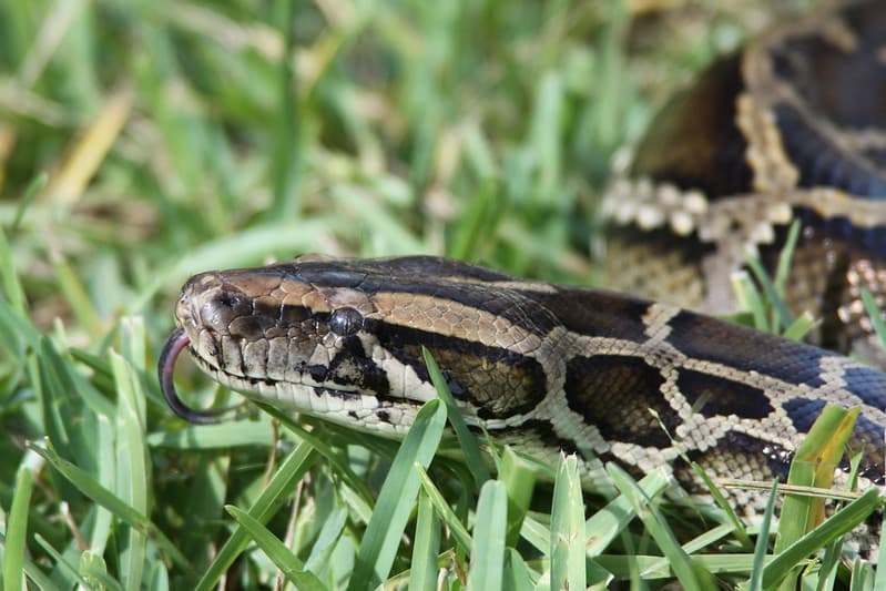 Amenazan con devorar las especies autóctonas de los Everglades.