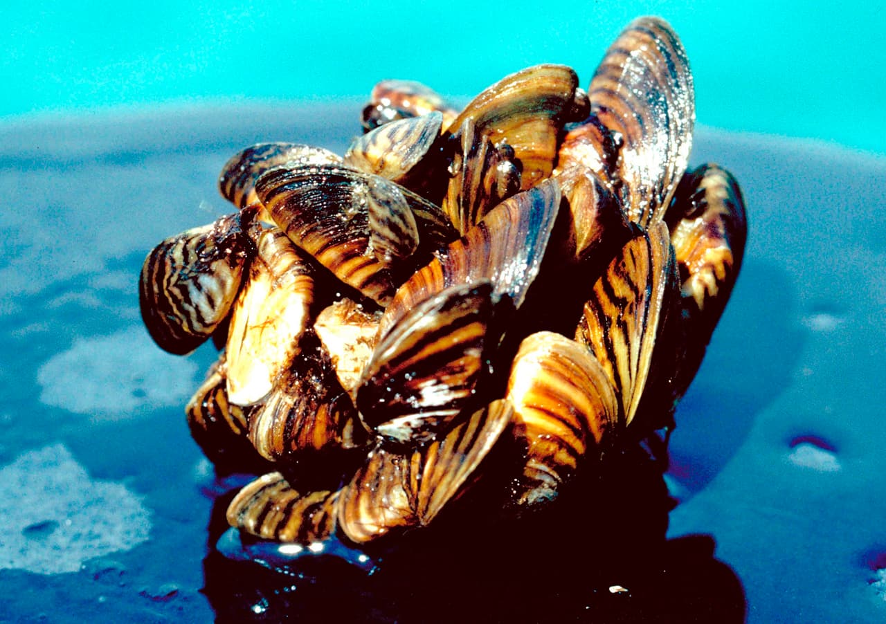 '
<b>Mejillón cebra'.</b> Originario de Eurasia, sus poblaciones en EEUU fueron identificadas en 1988. Se sospecha que llegaron transportados en el agua de lastre (el agua que arrastran los barcos pesqueros para mantenerse equilibrados), o adheridas a los cascos de los barcos. Se ha establecido en los sistemas fluviales y allí compite con las especies nativas. También ha llegado a obstruir tuberías de los sistemas de distribución de agua.