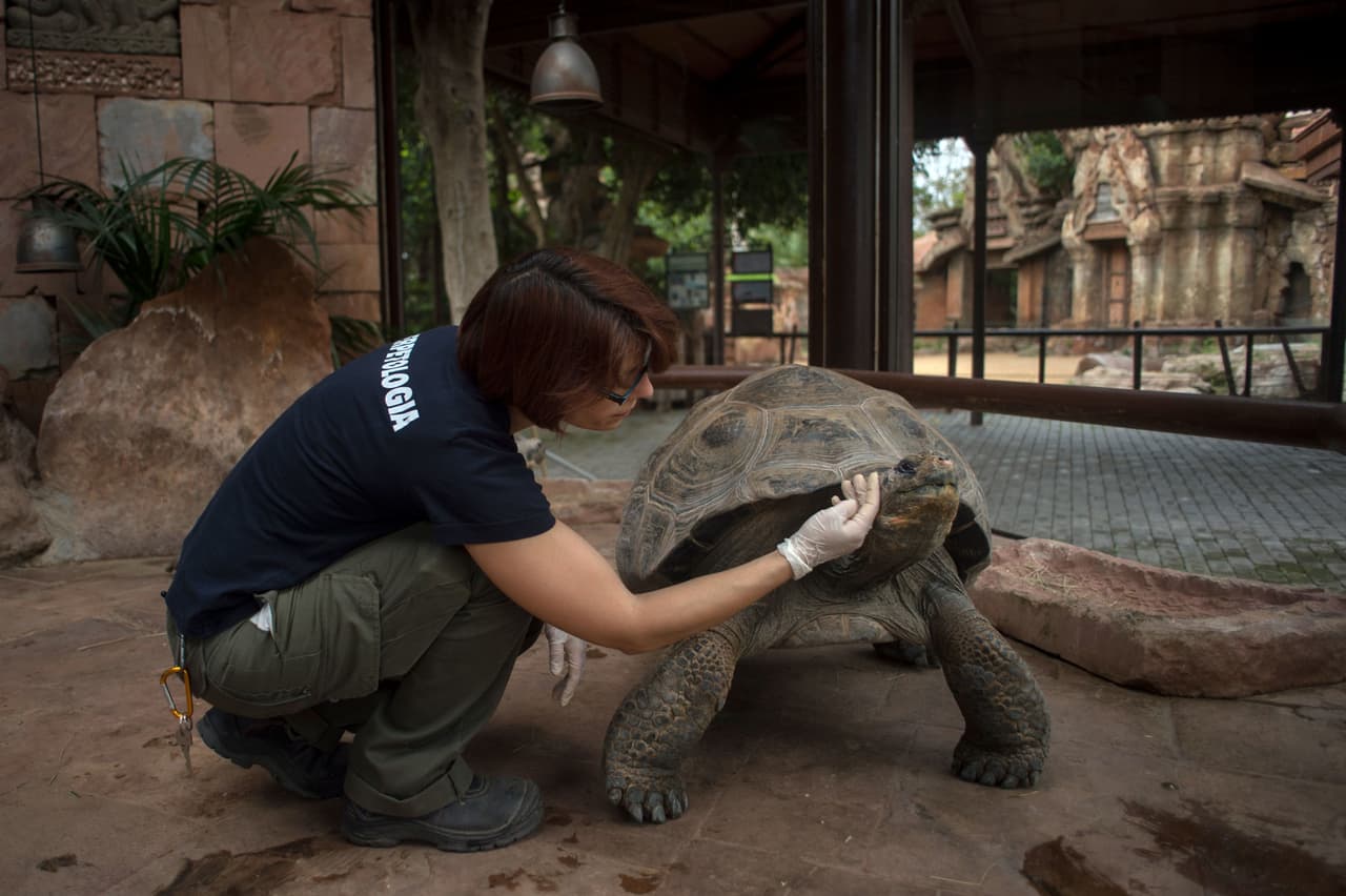 "Es la primera vez en el mundo que una tortuga albina de Galápagos nace y se mantiene en cautiverio", dijo el zoológico en un comunicado.