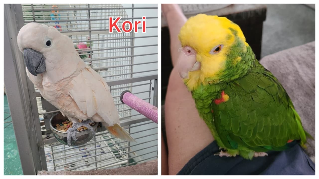 En total se llevaron 28 loros y cacatúas exóticas. 
<br>
