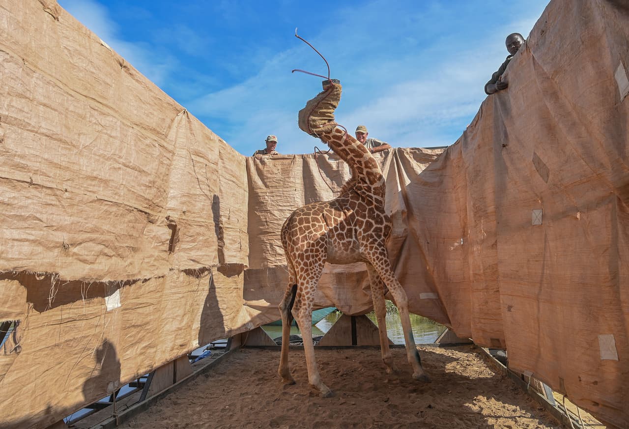 <b>El rescate de una jirafa de una inundación.</b> 
<br>
<br>Una severa inundación en la isla de Longicharo, al oeste de Kenia, hizo que las autoridades tuvieran que trasladar a los animales para salvarlos. La imagen ganó el primer lugar en la categoría ‘naturaleza’ del World Press Photo 2021.
<br>
<br>
<a href="https://www.univision.com/noticias/medio-ambiente/imagenes-a-la-venta-para-ayudar-a-la-naturaleza-la-iniciativa-de-los-fotografos-mas-importantes-de-mundo-por-el-medio-ambiente-fotos"><u>Vea aquí una subasta de imágenes de los fotógrafos más importantes del mundo para ayudar al medio ambiente</u></a>, una iniciativa organizada por la autora de esta fotografía.