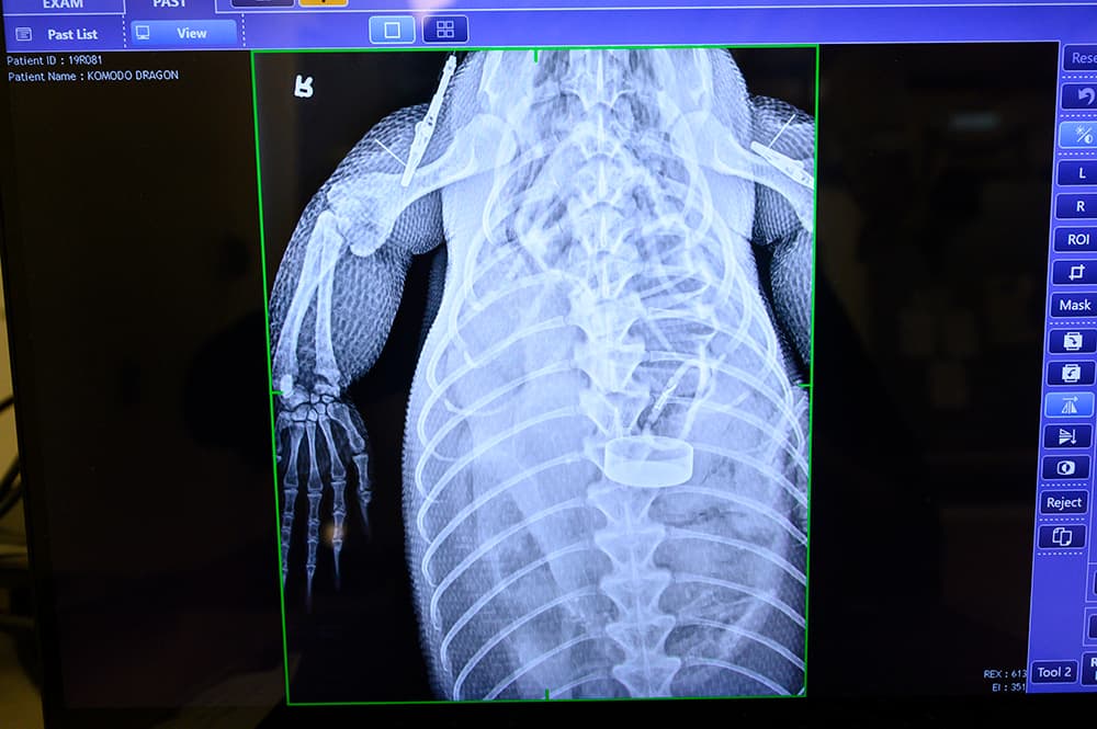 Antes de la cirugía, a "Estrella", como se llama este lagarto, le tomaron una radiografía para detectar lo que había en su estómago. 
<br>