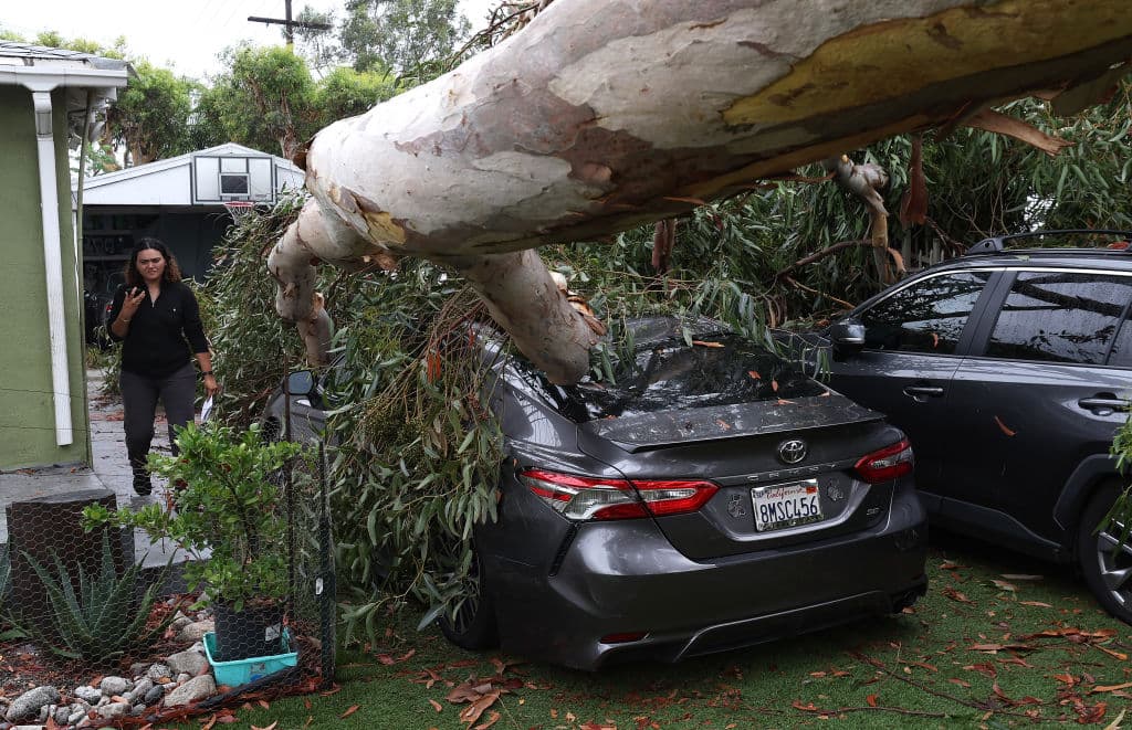 A pulgadas de distancia de su vivienda, 
<b>un robusto árbol de eucalipto</b> no resistió los vientos de 
<b><a href="https://www.univision.com/local/los-angeles-kmex/hilary-records-de-lluvia-tormenta-tropical-sur-de-california" target="_blank">la tormenta tropical Hilary</a></b> y cayó.