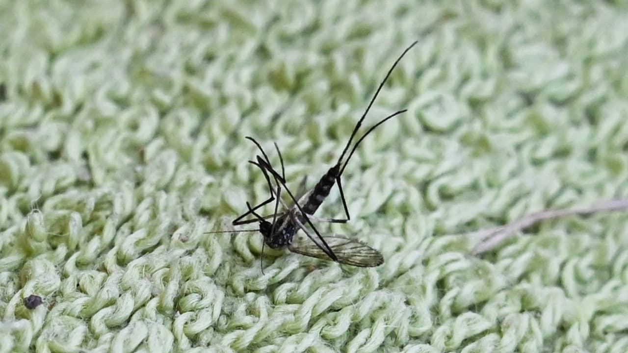 Mueren dos personas por el virus del Nilo Occidental en Nueva Jersey: suman cinco decesos en EEUU