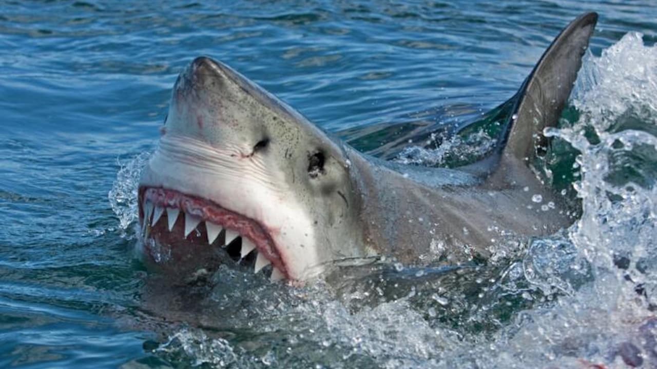 Así puedes saber si hay tiburones en la playa que visites en Florida