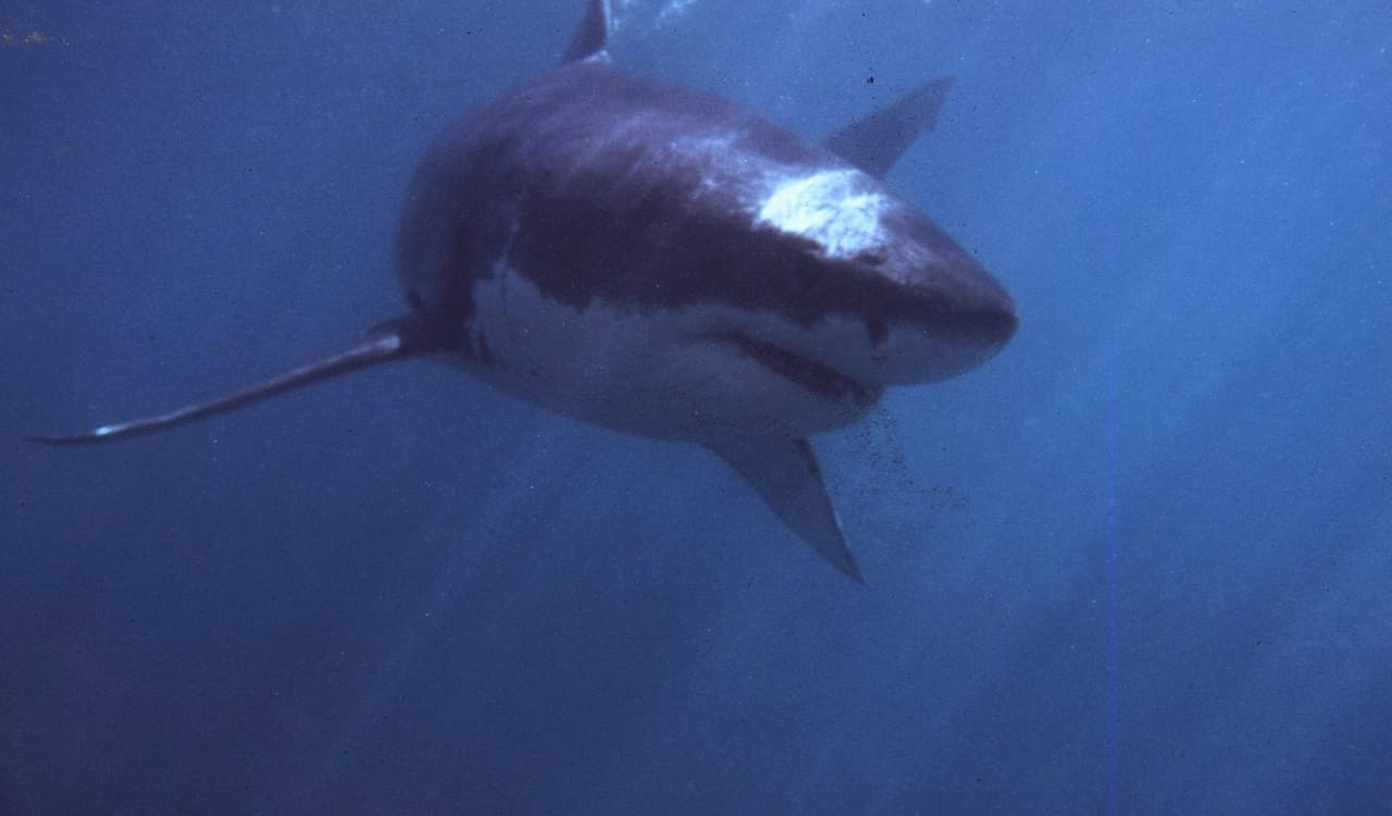 Aléjese de las focas: autoridades en Maine advierten tras ataque mortal de tiburón blanco 