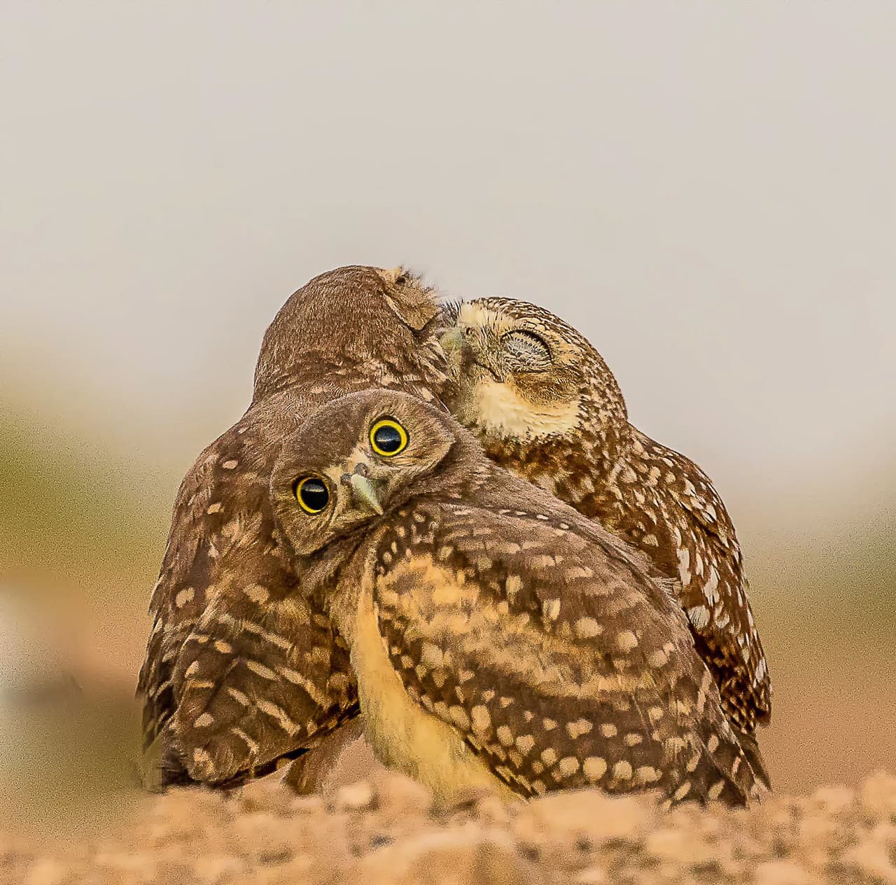 Tratando de disimular el beso de los amigos. Esto es lo que se llama ser un mal tercio. 
<b>Melissa Ursey / CWPA / Barcroft</b>