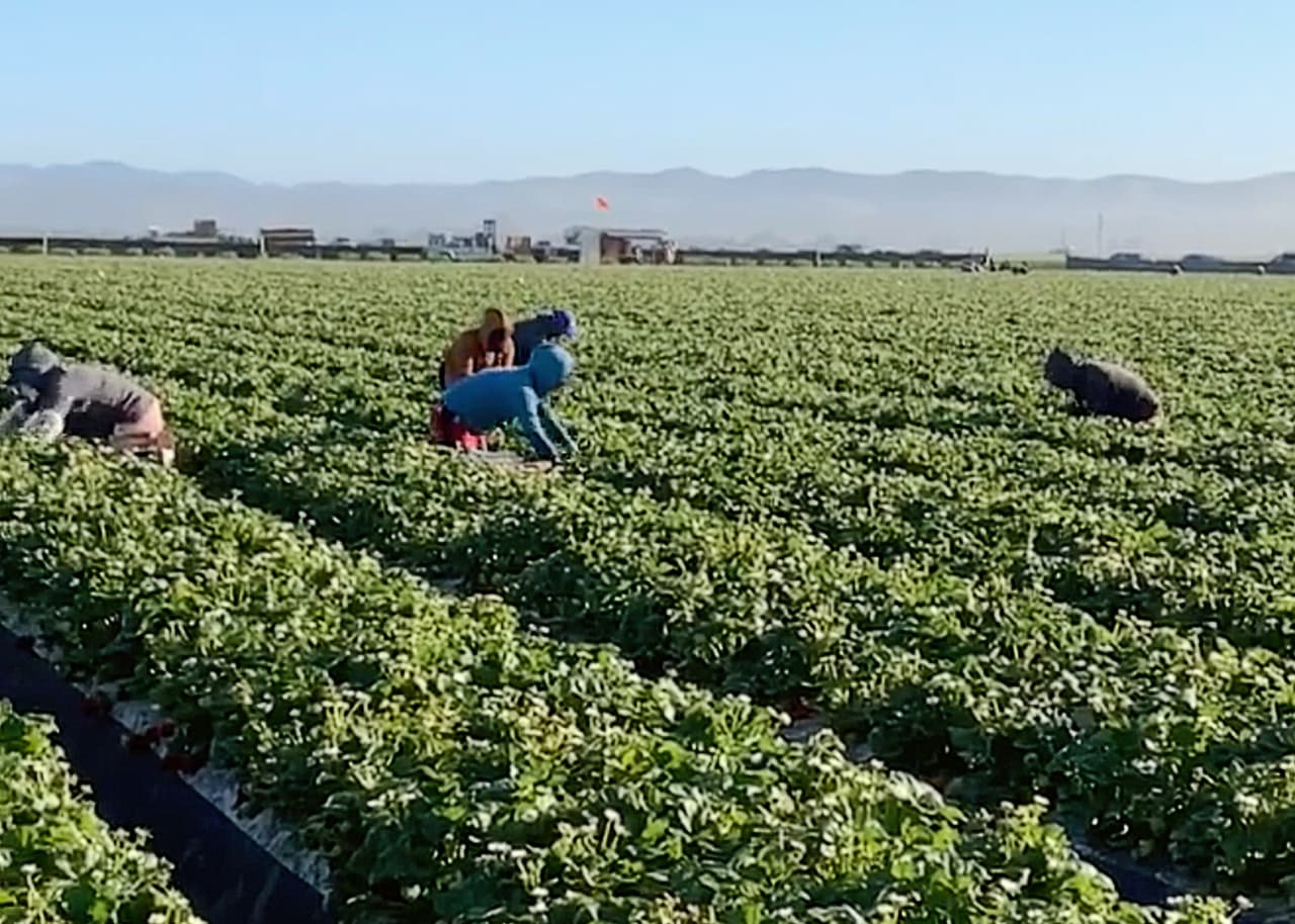 Flor Morales manda una imagen de su cuartilla trabajando en un campo de fresas en Santa María.