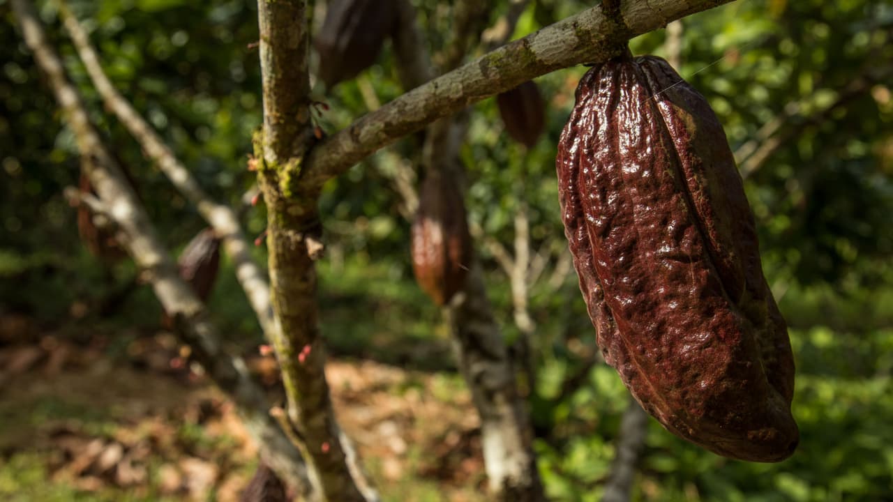 El cacao, no el chocolate, es el aliado de tu salud