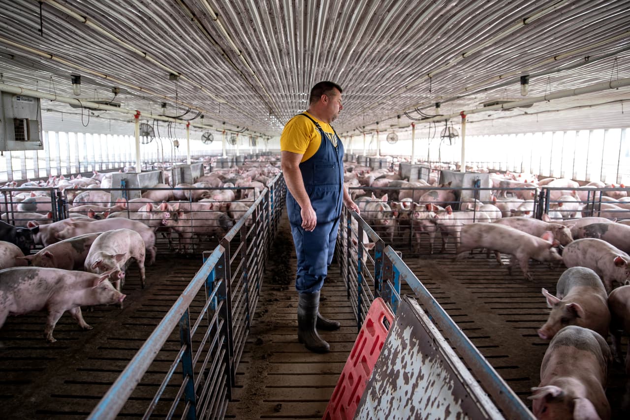 Muchos de los productores han optado por el pragmatismo. Todd Wiley, por ejemplo, cría cerdos a las afueras de Walker, Iowa. Siente que Trump está sacudiendo las cosas y, aunque reconoce que puede ser poco convencional, cree que hay "un método dentro de su locura". Tomando en cuenta el éxito personal del presidente como empresario, aseguró que nunca renunciaría a apoyarlo, aunque sus políticas potencialmente puedan dañar su negocio.