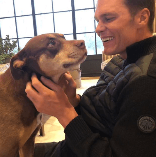 Tom Brady tiene tres perros, Lua, Scooby y Fluffly.