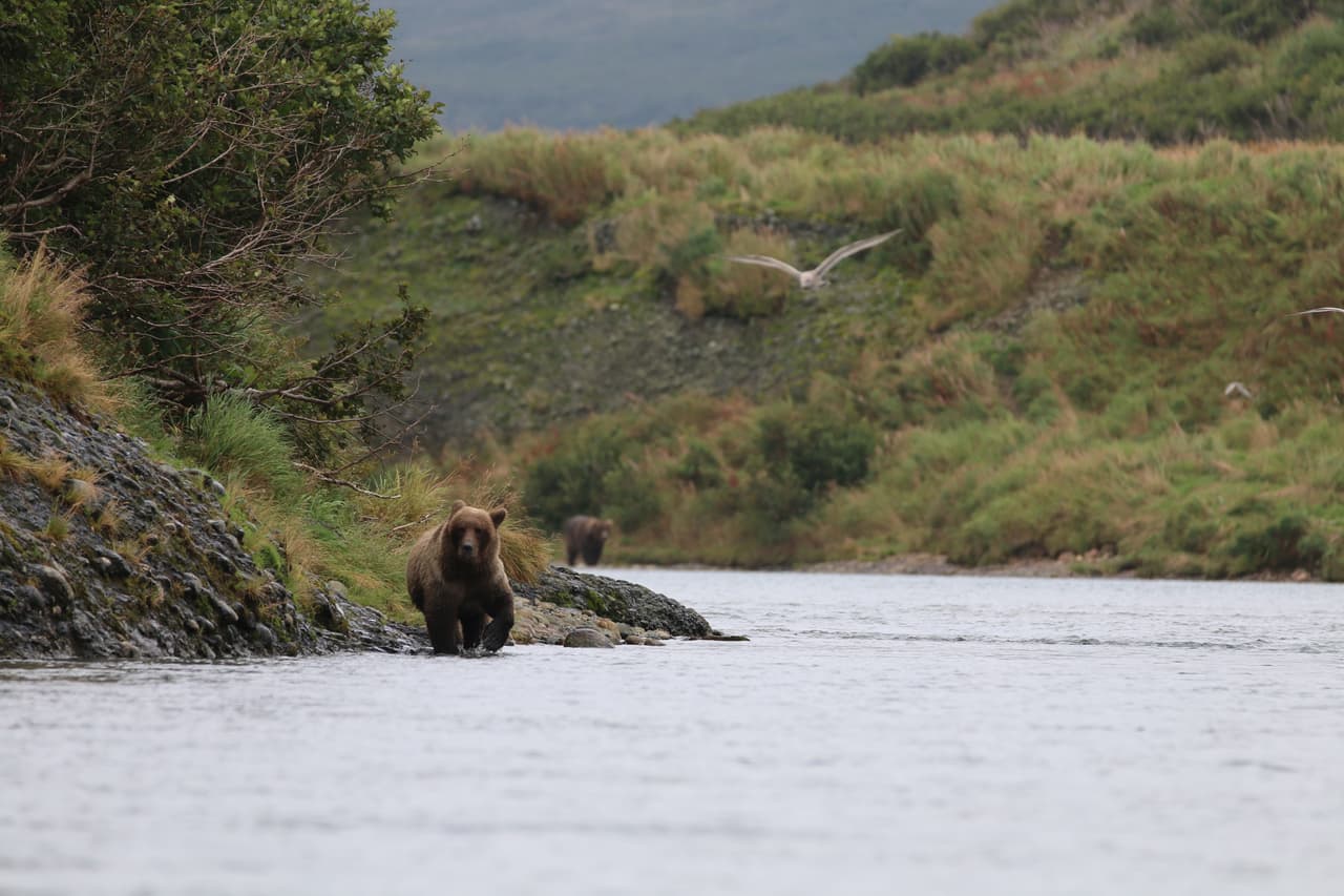<h3 class="cms-H3-H3">8. Katmai National Park & Reserve, Alaska</h3>
<br>
<br>🏞️ 
<b>Cambio en las visitas de 2020 a 2021: </b>-51.9%
<br>
<br>🏞️ 
<b>Visitas en 2021: </b>24,764
<br>
<br>🏞️ 
<b>Visitas en 2020: </b>51,511
<br>