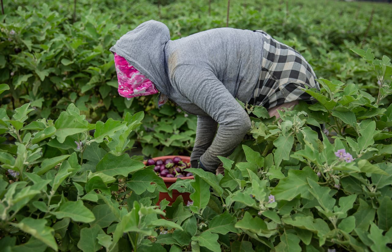 <b>Una zona rica en cultivos -</b> Una trabajadora 'pisca' berenjena en un campo en Homestead. Allí se plantan cultivos tan diversos –desde ocra y berenjena hasta calabaza y 
<i>lychee</i>– que los productores suelen requerir mano de obra casi todo el año.
