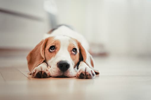 <b>Haz que se ejerciten. </b>Asegúrate de que tus mascotas hicieron mucho ejercicio durante el día, para que se estén cansados antes de que los ruidos. Una buena sesión de ejercicios durante el día ayudará con los niveles generales de estrés y ansiedad de su mascota.