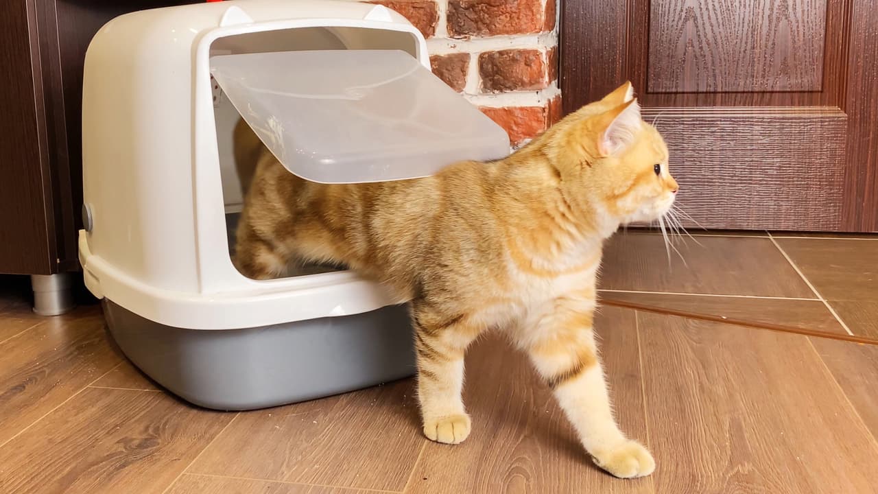 <h3 class="cms-H3-H3">8. La caja de arena de un gato</h3>
<br>
<br>Una caja fuerte pequeña puede ocultarse en una caja de arena para gato que sea adecuada. Se trata de un sitio muy inusual y es difícil que a la mayoría de los ladrones se les ocurra buscar ahí. Eso sí: falta un elemento importante. Si usted no tiene gatos, una caja de arena será sospechosa para delincuentes más experimentados. Y si tiene esta mascota, procure también tenerla en un sitio donde el animal no esté acostumbrado a acudir para hacer sus necesidades. 
<br>