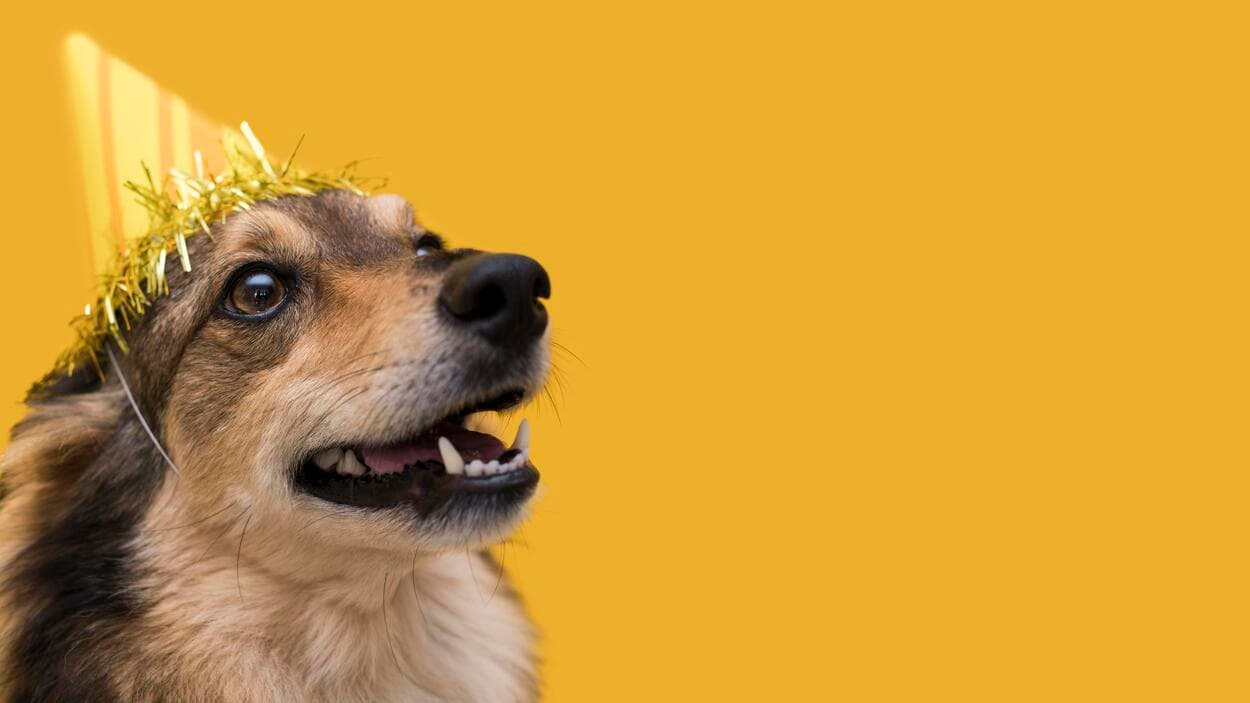 ¿El rey del hogar? Tu perrhijo podría estar viviendo mejor que tú