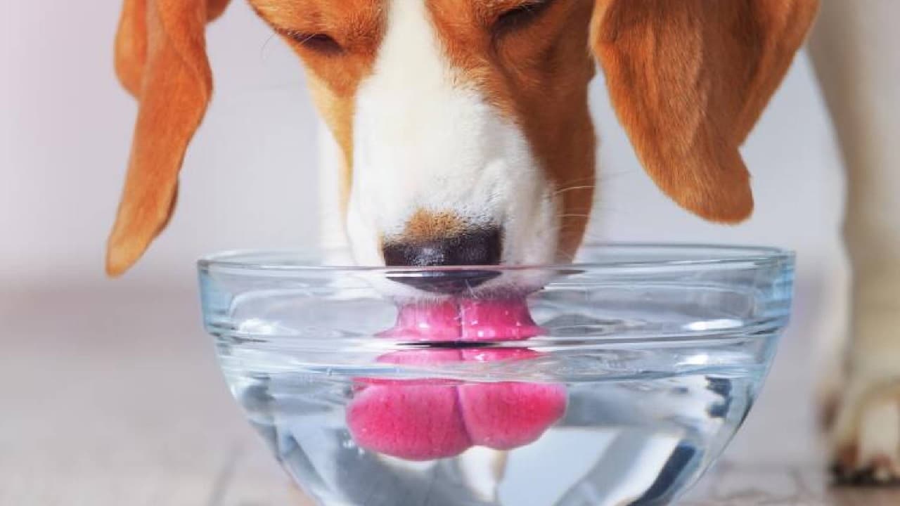 Debes 
<b>ofrecerle un suministro de agua</b> fresca constante para que se mantenga bien hidratado. Vigila que no presente jadeo intenso, ojos vidriosos, dificultad para respirar, sed excesiva o podría sufrir un golpe de calor.
