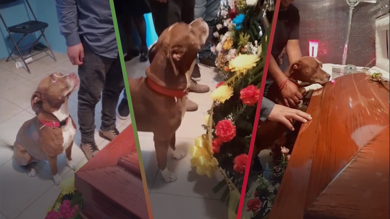 Perro asiste al funeral de su dueña y la emotiva reacción al ver su ataúd se vuelve viral en TikTok