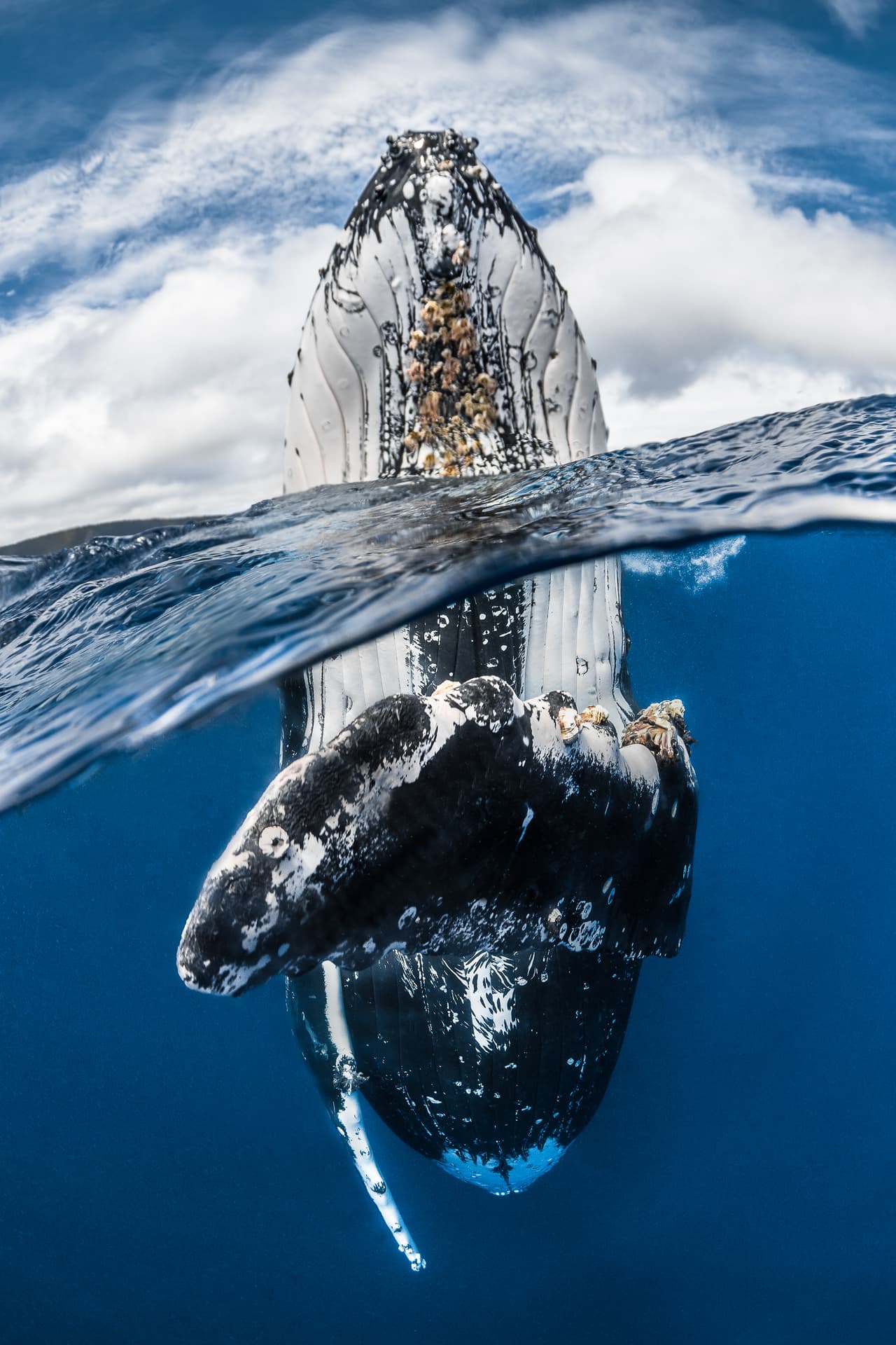 Ballena jorobada asomada - Ganador, categoría gran angular. La curiosidad de las ballenas jorobadas en las aguas del Reino de Tonga permitieron capturar el momento preciso en que este ejemplar se asoma a la superficie del agua como pispeando al mismo fotógrafo.