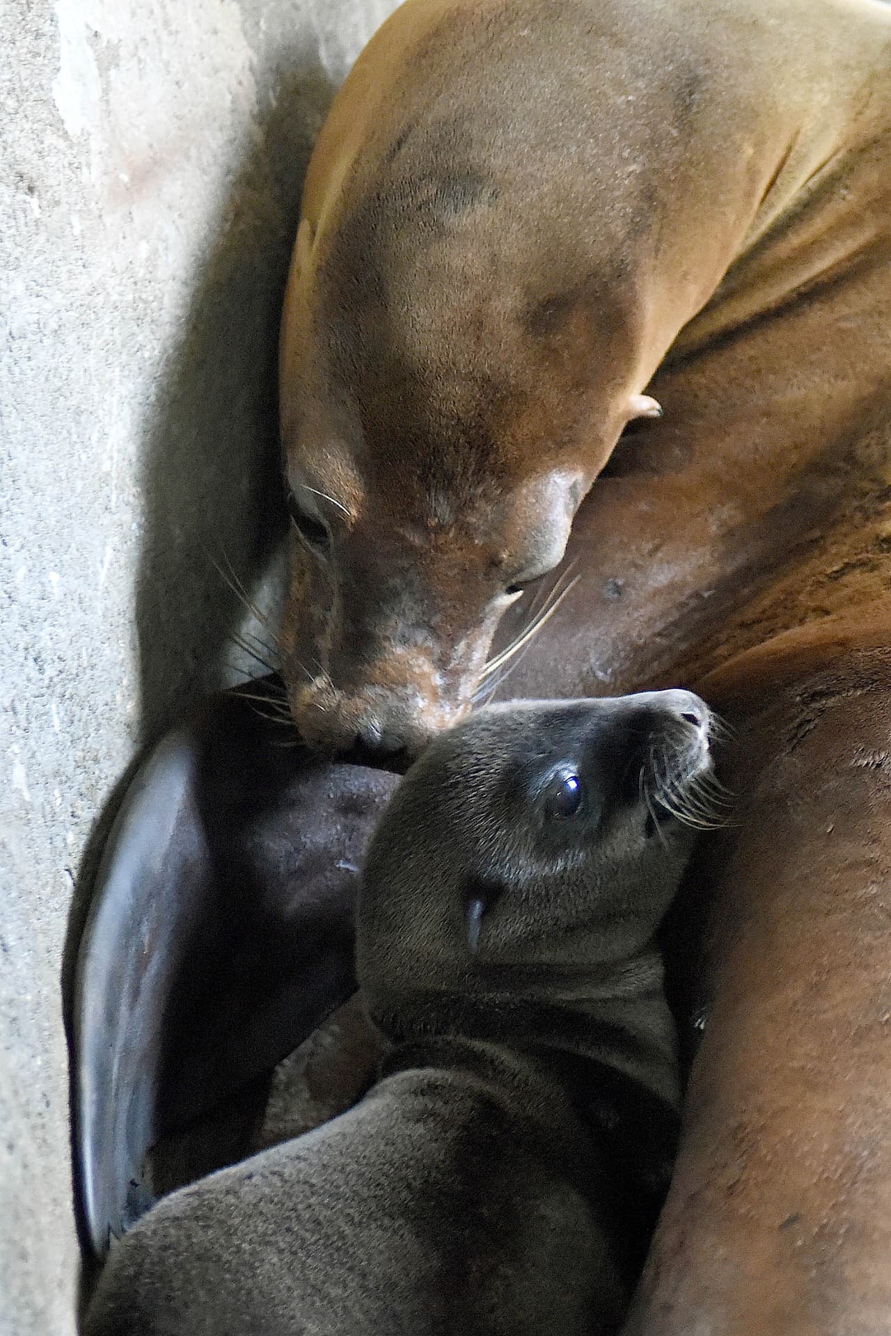 Por lo que es una especie protegida por la Ley de Protección de Mamíferos Marinos promulgada en 1972. Si quieres conocerlos, visita el zoológico Brookfield. En 
<b><a href="https://www.czs.org/Brookfield-ZOO/Home">este enlace</a></b> encontrarás información de horarios, boletos y la dirección.