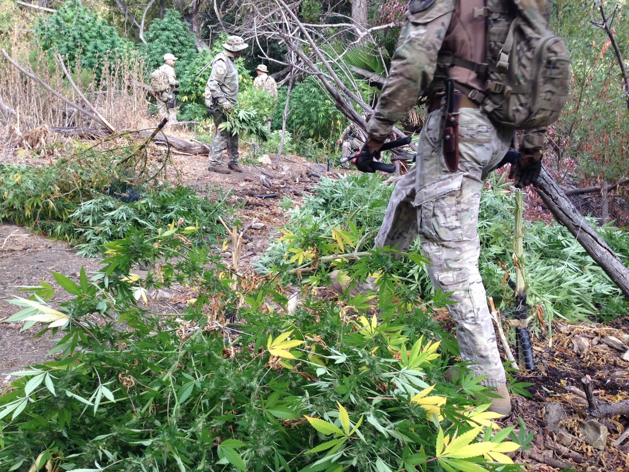 Después de asegurar la zona, los agentes policiacos cortan las plantas de marihuana y las llevan a una estación para usarla como evidencia.