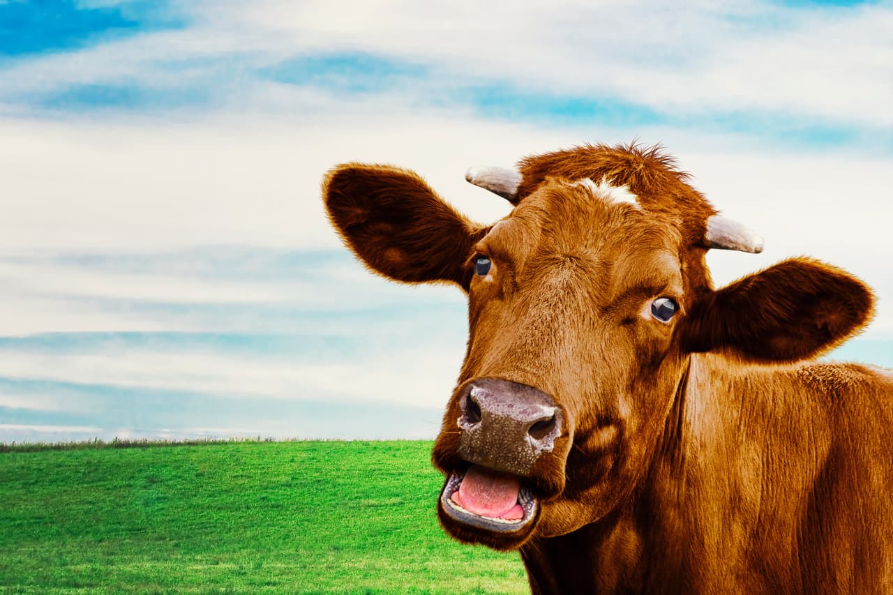 Por otra parte, la leche tiene muchas calorías. Su contenido proteico es alto, pero la mayoría de los estadounidenses 
<a href=" https://www.nytimes.com/2014/11/18/upshot/got-milk-might-not-be-doing-you-much-good.html">no necesita más proteínas en su dieta</a>.
<a href="https://www.nytimes.com/2014/11/18/upshot/got-milk-might-not-be-doing-you-much-good.html"><u> </u></a>