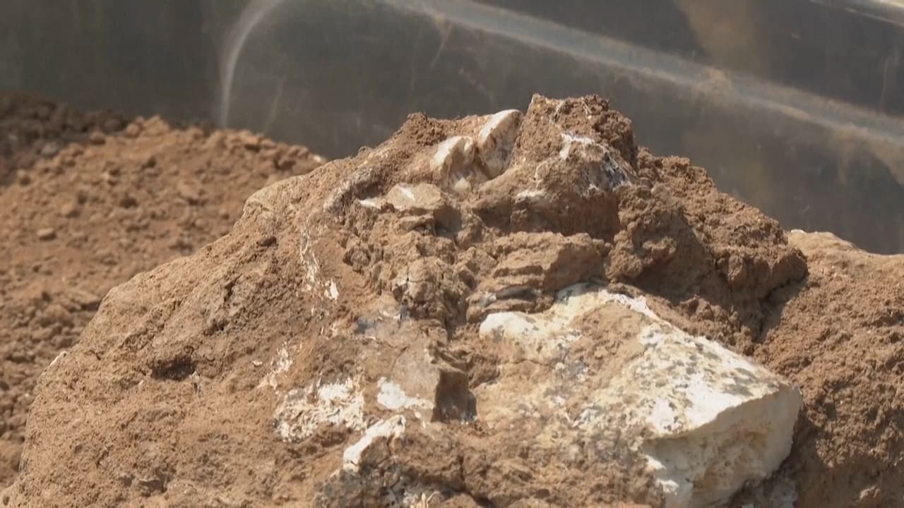 Encuentran un fósil de una mandíbula humana con 1.8 millones de años de antigüedad