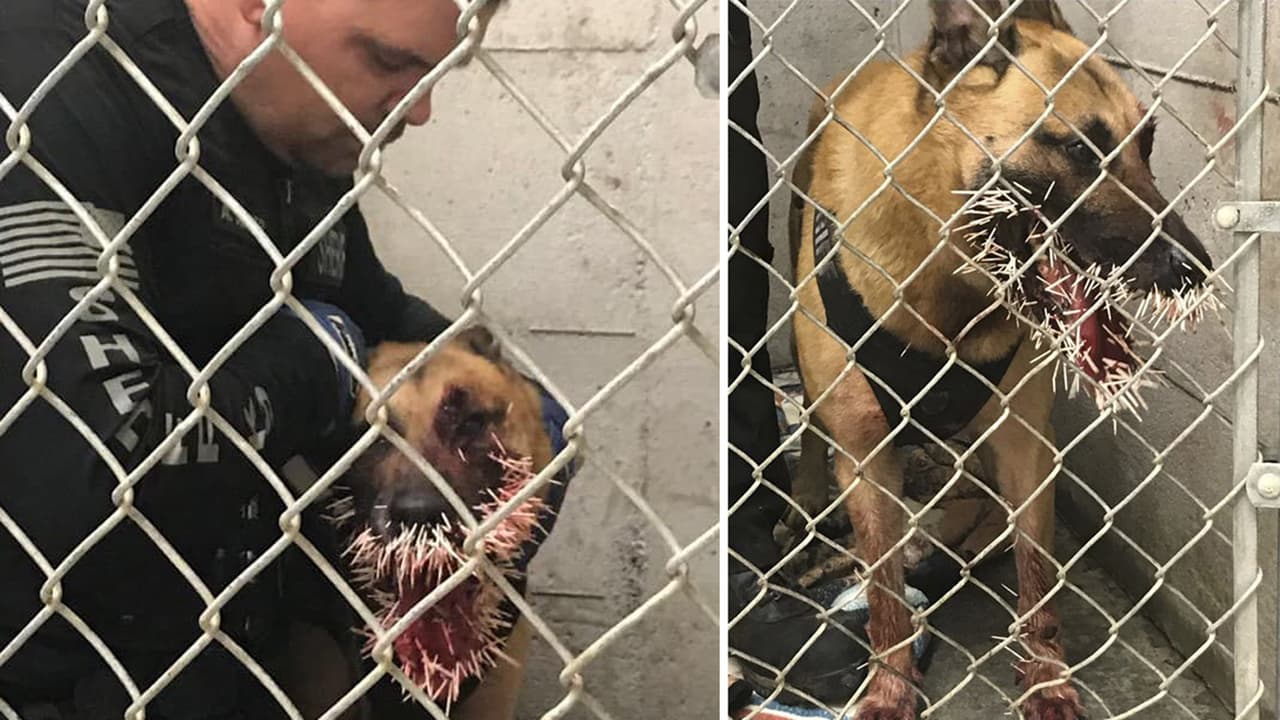  Este agente canino tuvo un encuentro inesperado durante una persecución que lo dejó herido