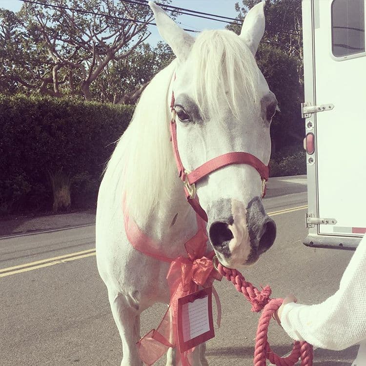 <b>Arabella </b>llegó a su vida el 21 de diciembre de 2015, y con esta fotografía presentó a su 'ángel blanco', como también la llamaba.
<br>