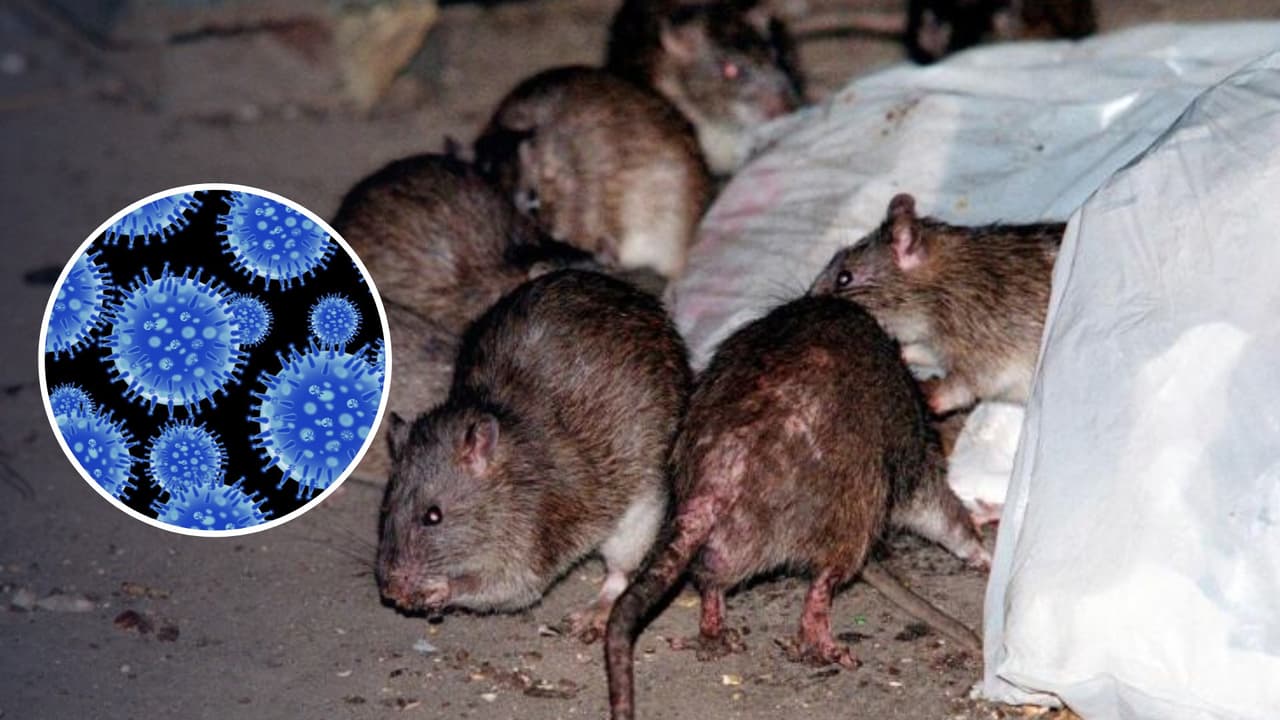 Salud de NYC advierte por alza en casos de enfermedad transmitida por orines de rata