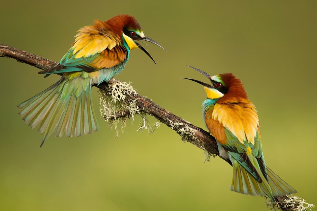 <b>‘Pelea familiar’</b>
<br>
<br>“Los abejarucos son pájaros fáciles de ver debido a sus colores y pasan la mayor parte del tiempo volando en busca de insectos”, explicó el concurso sobre esta imagen tomada en Córdoba, España. Fue finalista del concurso de fotografía de la Sociedad Real de Biología.
<br>
<br>Según el premio, las fotografías destacan “importantes batallas y colaboraciones entre seres vivos que tienen lugar todos los días”.