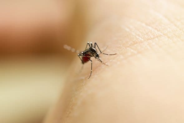 Dado que algunos mosquitos encontrarán la manera de sobrevivir, hay cosas que los residentes pueden hacer para evitar ser picados. Sigue leyendo y te decimos...