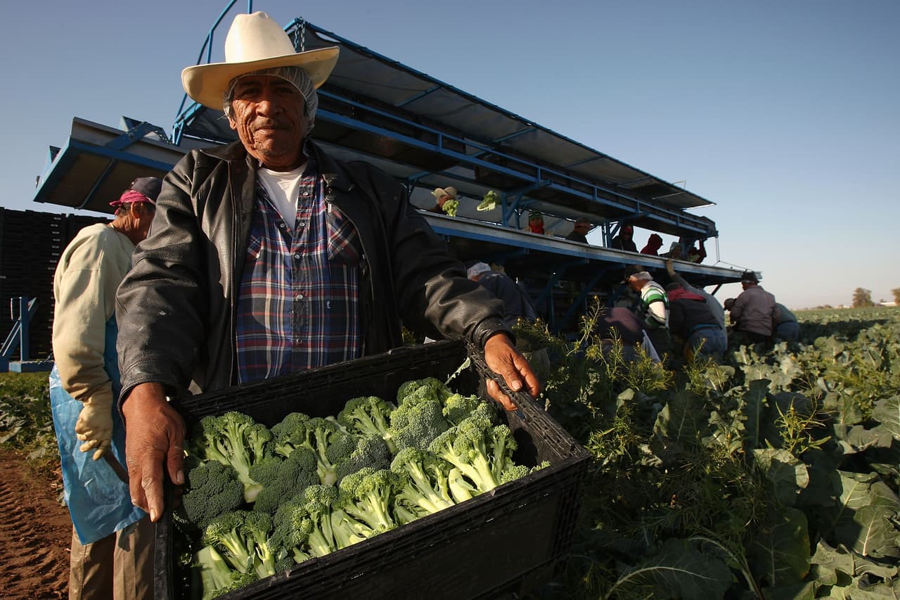 Cosecha de brocoli