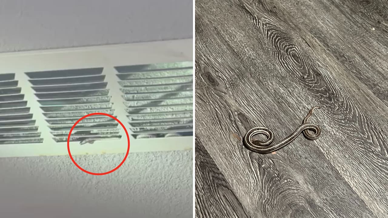 Temporada de serpientes: Familia hispana sorprendida por una serpiente que salió del ducto del aire acondicionado 