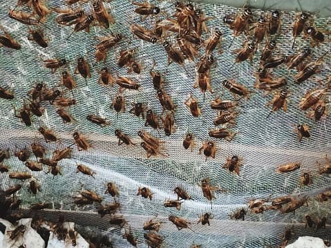 Texas Park and Wildlife explica que los grillos tienen un conjunto de dientes fuertes para moler los alimentos, y la mayoría de los grillos son depredadores y omnívoros feroces, es decir se alimentan tanto carne de otros animales como de plantas, lo cual posibilita que se encuentren en multitud de entornos y se adentren núcleos urbanos en busca de basura.