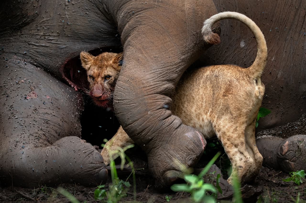 <b>‘El último abrazo del elefante’</b>
<br>
<br>Segundo lugar en la categoría ‘animales en su ambiente’. “Un elefante que murió por causas naturales se convirtió en un gran botín para un cachorro de león”, explicó el concurso sobre esta imagen.