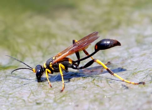 <b>Mud daubers </b> 
<br>Tienen una longitud de aproximadamente ¾ a 1 pulgada y pueden variar en coloración entre especies: muchas son completamente negras, pero otras pueden ser negras con marcas amarillas o incluso un color azul-negro iridiscente.