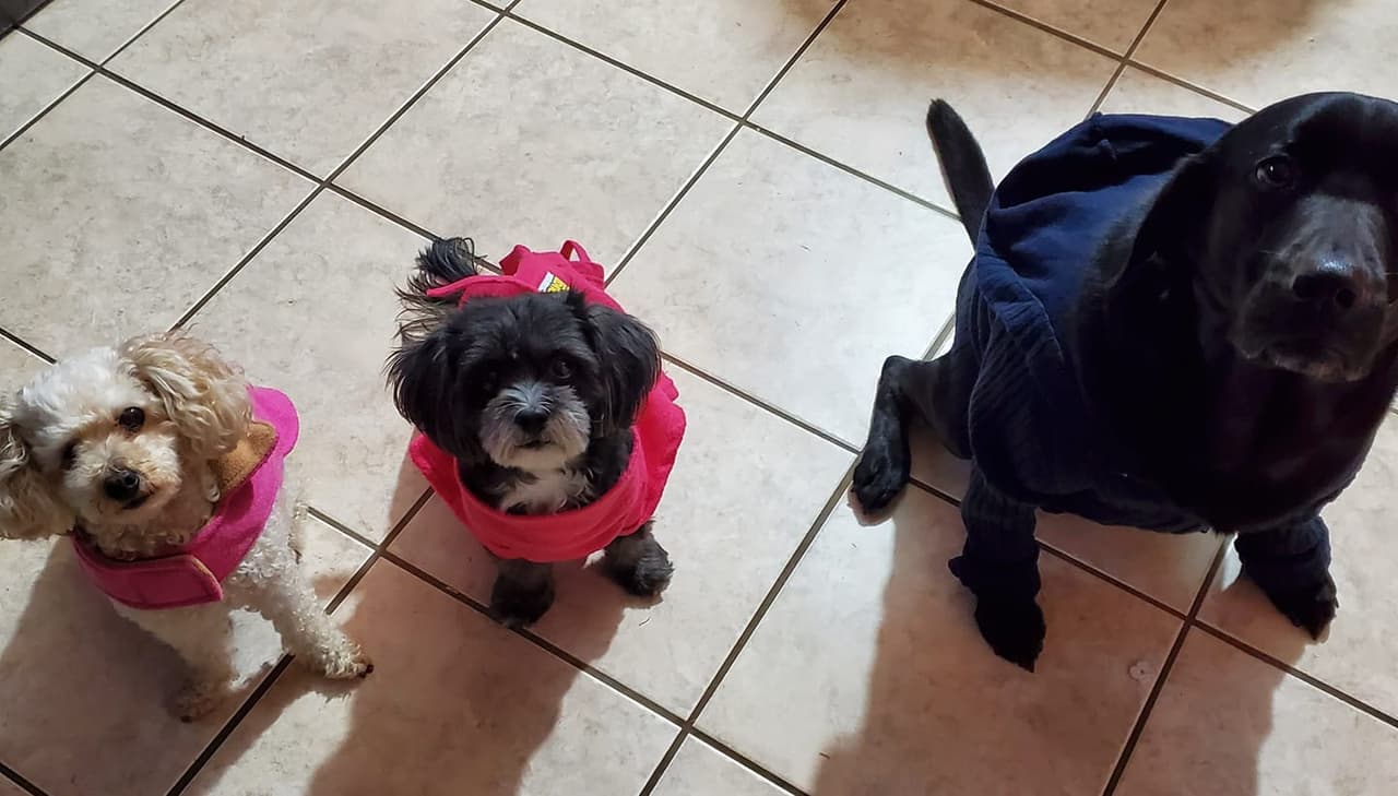 “Aquí les dejo a 
<b>mis cachorras amadas: </b>Chloe, Bella y Lili”, dijo Magdalena Martínez. 
<br>