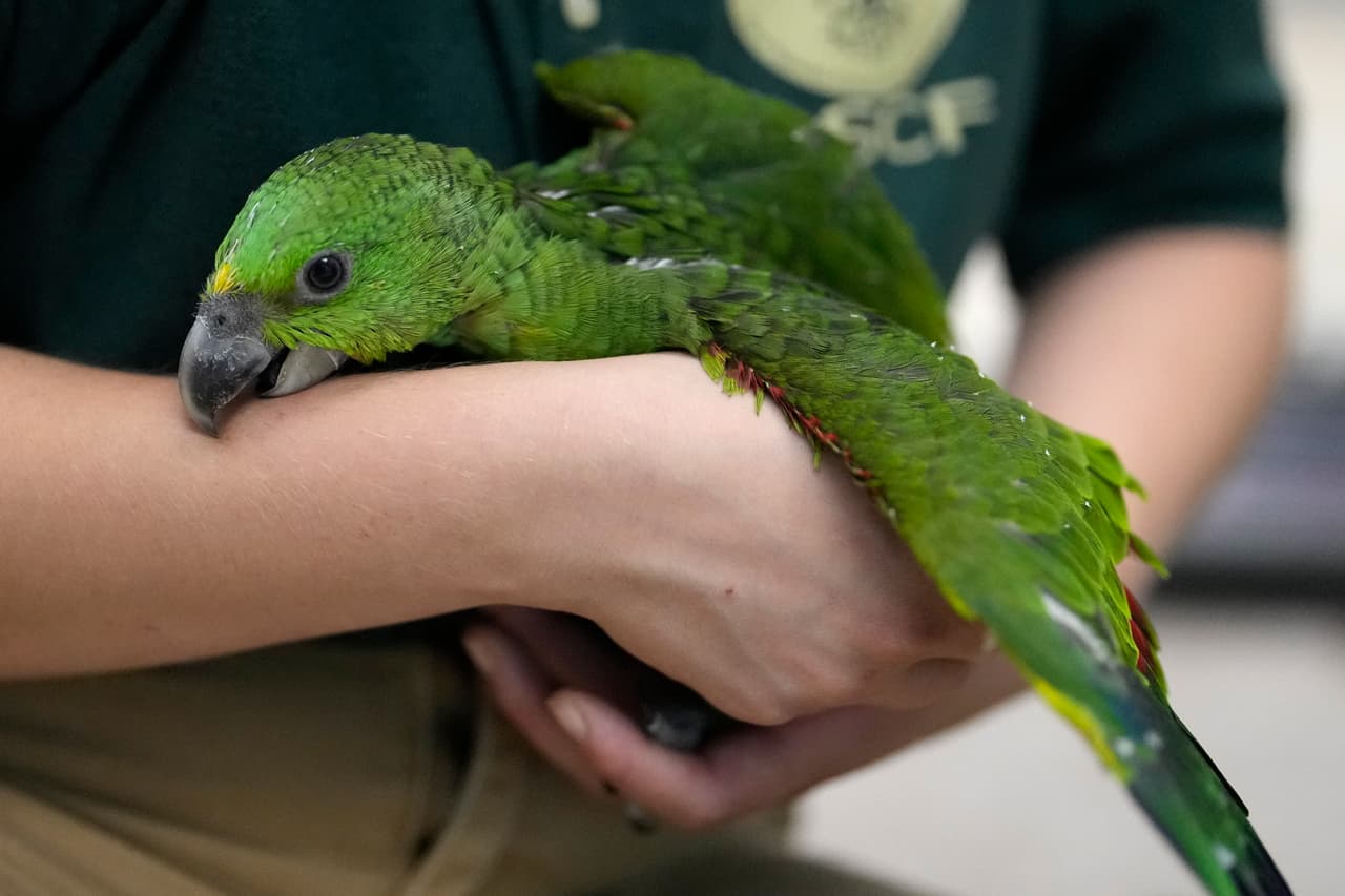 Los loros amazónicos nuca amarilla y loros rojos fueron llevados a la Fundación de Conservación de Especies Raras en Loxahatchee, Florida, el pasado 29 de mayo. 
<br>