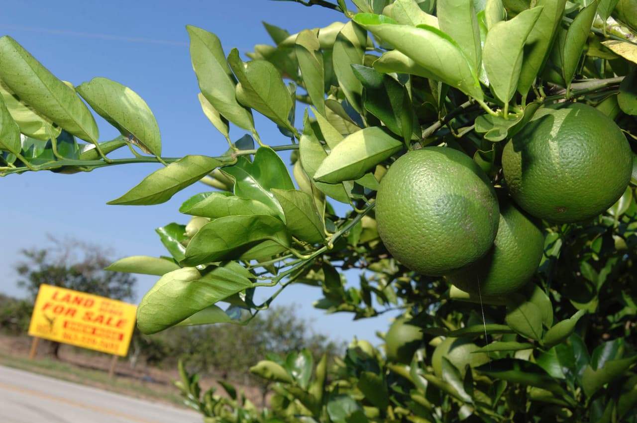 Qué hay detrás de que un condado rico en cítricos del centro de Florida fuera el destino al que más personas se mudaron en 2023