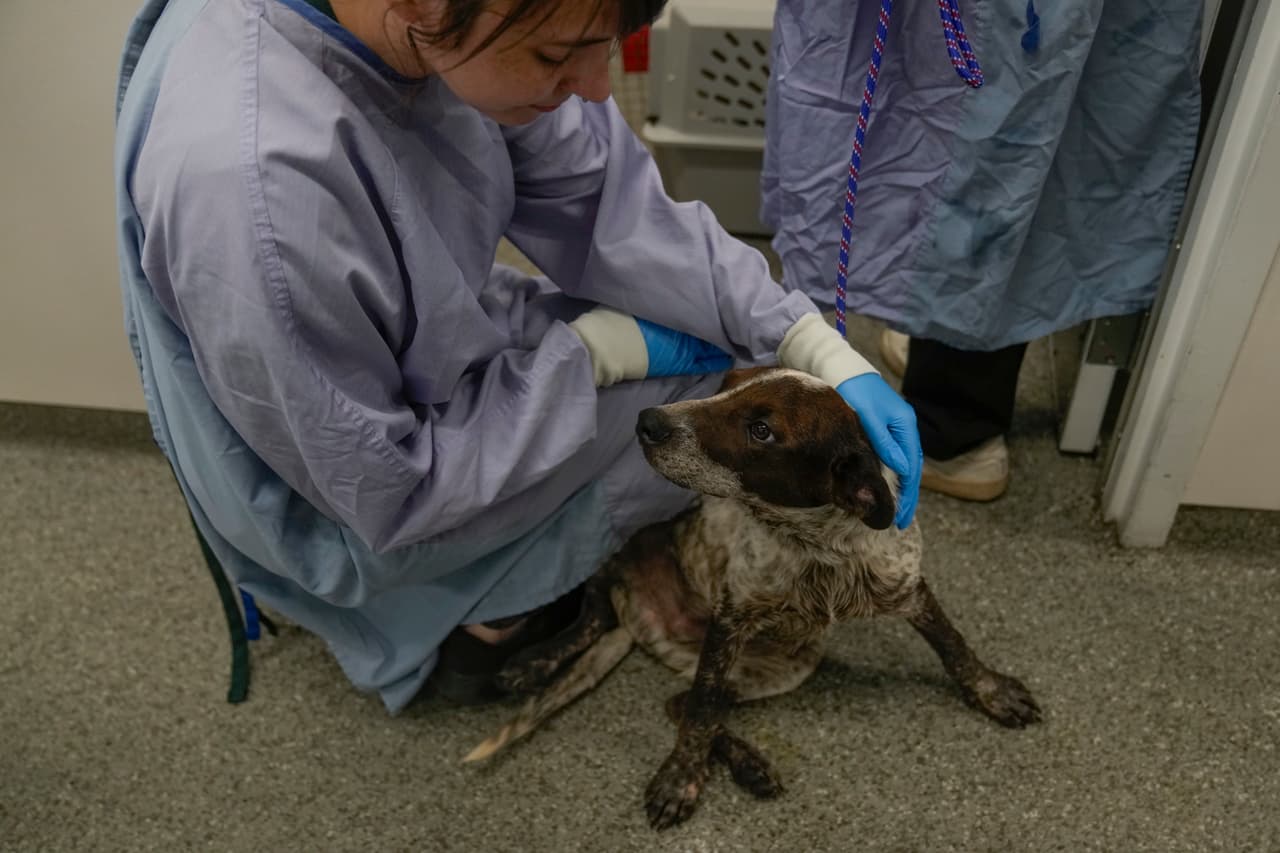 Una vez que los animales llegaron a las instalaciones de PAWS Chicago, el procedimiento es 
<b>darles atención médica inmediata.</b> Esto incluye 
<b>vacunación, colocación de microchips, y procedimientos de esterilización o castración</b>, todo antes de ser ofrecidos en adopción.