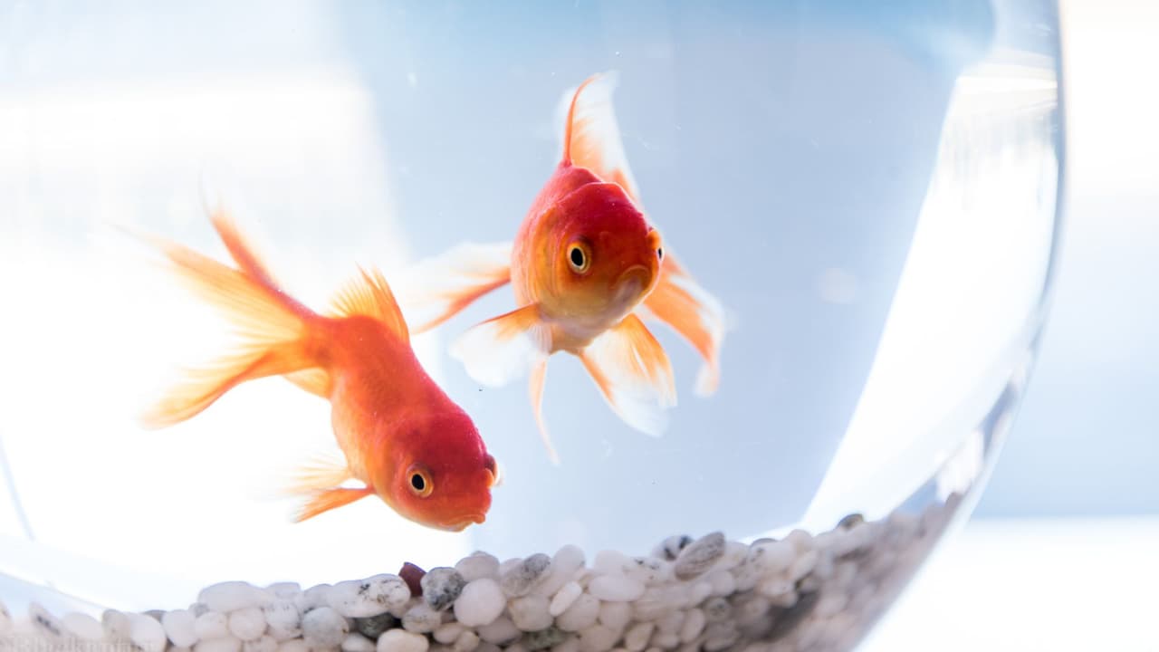 <h2 class="cms-H2-H2">Peces</h2>
<br>No puedes pasar con peces vivos a México. En caso de que pienses en mariscos, recuerda que la carne fresca no se puede ingresar al país.