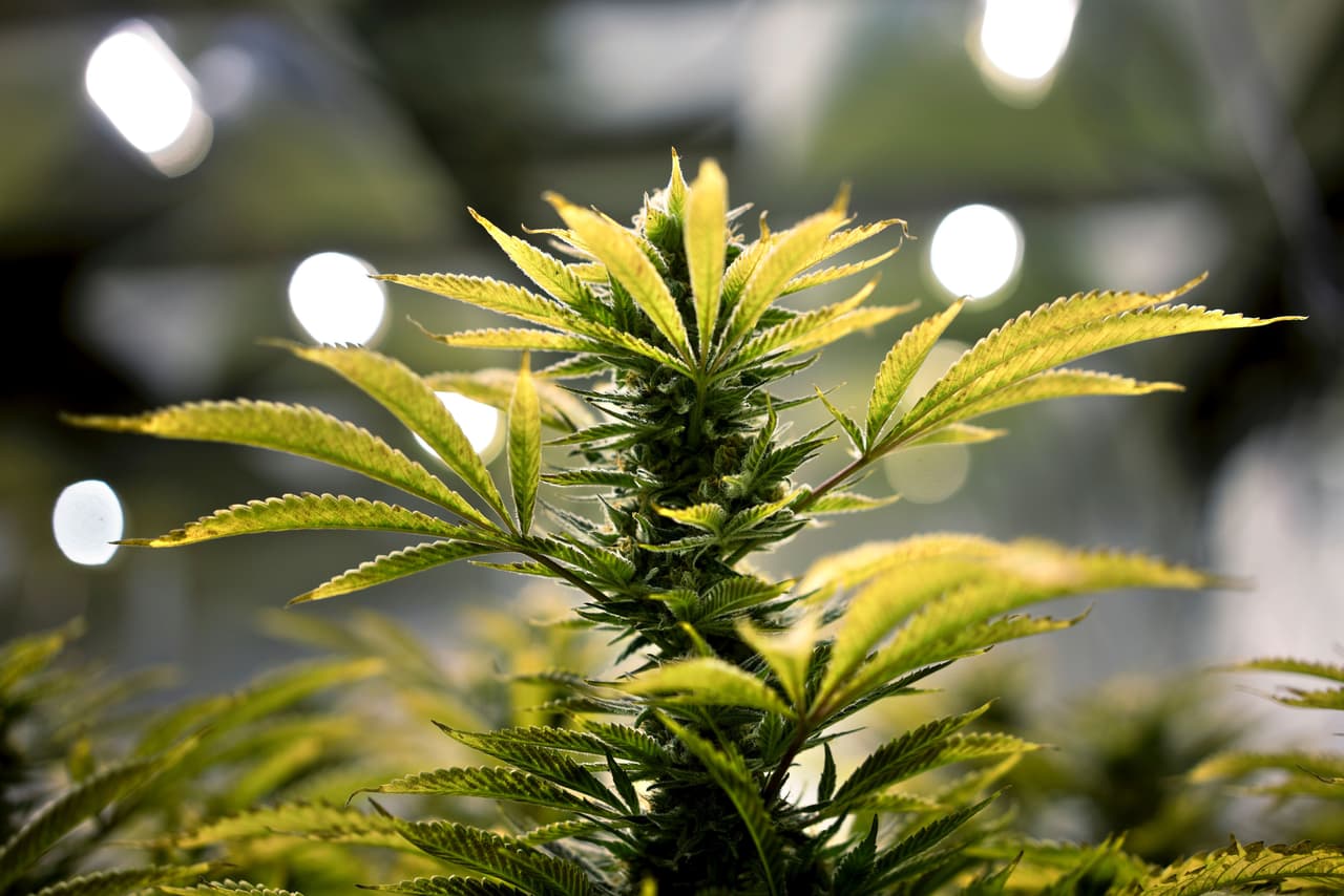 ¿Por qué el 20 de abril se convirtió en el Día de la Marihuana?