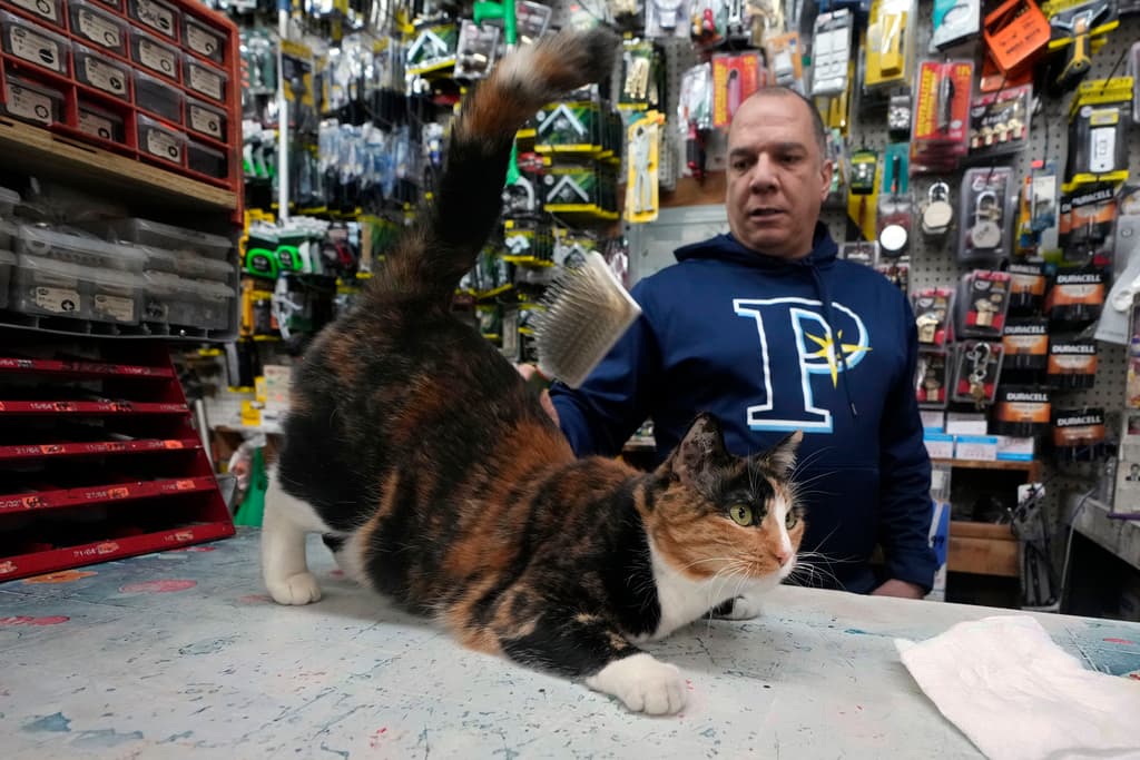 El Departamento de Agricultura y Mercados del estado mantiene una prohibición sobre la presencia de animales en establecimientos que venden alimentos, enfrentando a los comerciantes a posibles sanciones económicas. En la imagen, Kelly García, propietario de Garcia Hardware & Houseware, cepilla a Princesa mientras está sentada en la caja en el Upper West Side de Nueva York.