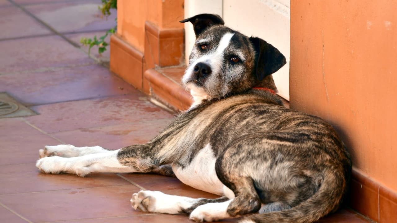 <b>¿Qué es la gripe canina? </b>La influenza canina es una 
<b>infección viral </b>que afecta principalmente a los perros, pero también puede enfermar a los 
<a href="https://www.univision.com/local/philadelphia-wuvp/contratista-encuentra-15-gatos-abandonados-en-el-interior-de-una-pared-video">gatos</a>. Actualmente, se han identificado 
<b>dos cepas </b>en Estados Unidos: 
<b>H3N8 y H3N2</b>. Este último se identificó por primera vez en Estados Unidos en marzo de 2015 entre perros enfermos en el área de 
<b>Chicago</b>. Antes de 2015, los casos del virus de la influenza canina H3N2 estaban contenidos en Corea del Sur, China y Tailandia. 
<br>