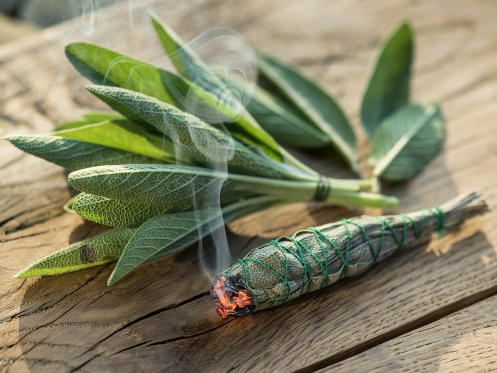 Es muy común en la magia blanca juntar unas cuantas hojas de salvia y prenderlos para que con su humo vayas recorriendo toda tu casa, dejando que se impregne hasta en las esquinas y rincones complicados, para alejar los malos espíritus, vibras negativas y todo aquello que quiera hacerte daño.