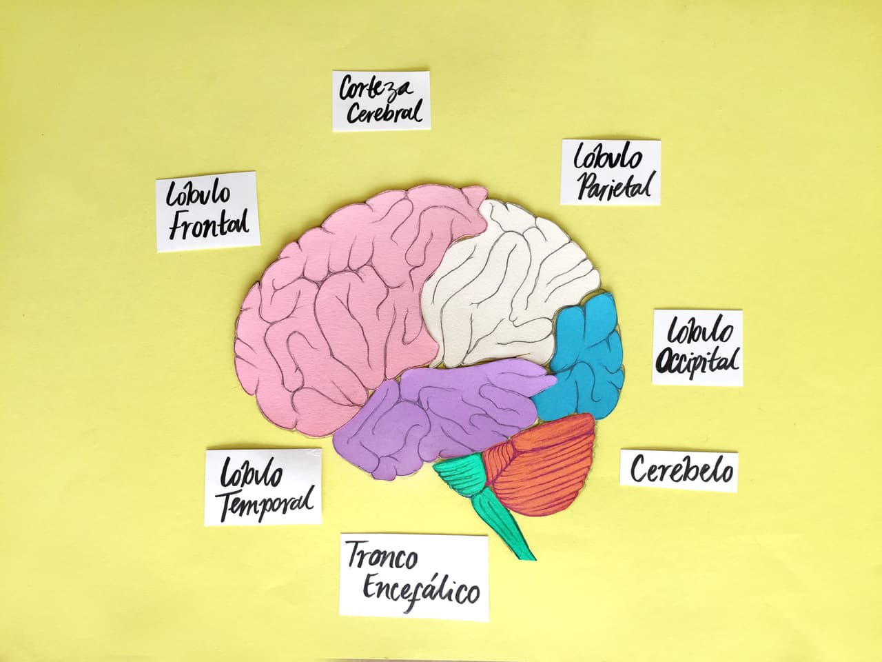 El cerebro se divide en dos hemisferios, el izquierdo y el derecho, y en tres partes principales: 
<b>el tronco encefálico</b>, 
<b>el cerebelo</b> y la 
<b>corteza cerebral.</b> 
<br>
<br>
<b>La corteza cerebral</b> se divide en cuatro lóbulos (que abarcan ambos hemisferios): 
<b>el lóbulo occipital, </b>en la parte trasera del cerebro, 
<b>el lóbulo parietal, el lóbulo temporal,</b> a ambos lados de la cabeza, y el 
<b>lóbulo frontal.</b> Te explicamos a qué se dedica cada una de estas partes.