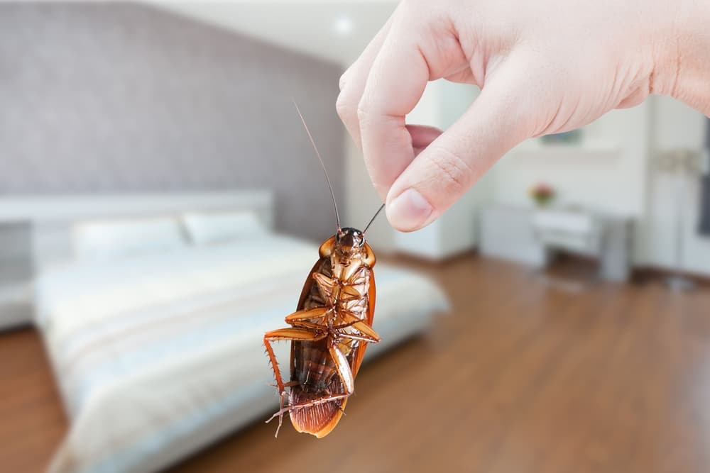 <h3 class="cms-H3-H3">Qué significa soñar con cucarachas en tu cama</h3>
<br>Como podrás darte cuenta existen muchas variantes de sueños con cucarachas, una de las más populares es que se cuelan en tu cama y esto no suele ser un buen augurio. 
<br>