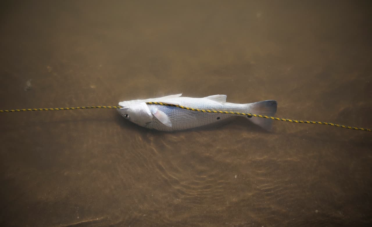 Un pescado flota en la orilla de la Playa Bagdad, donde además de la pesca, el contrabando siempre estuvo presente. Hace muchos años se cruzó ilegalmente plata, durante la ley seca, alcohol, y desde los años 80 marihuana y cocaína. La zona es un paisaje de dunas, lagunas medio secas y varias de playas salpicadas de viejas casetas de madera.